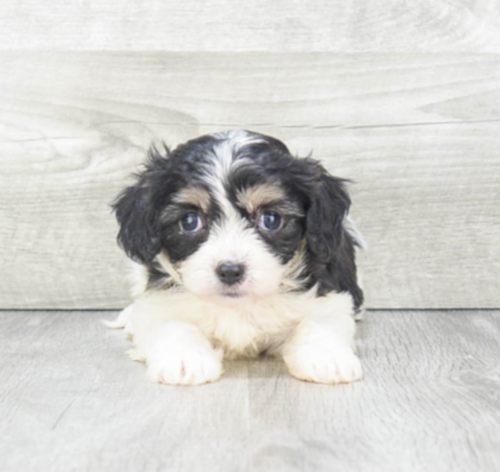 Cheerful Cavachon Puppy